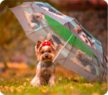 What is the Lorem Ipsum?