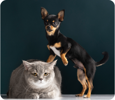 Where does it come from?